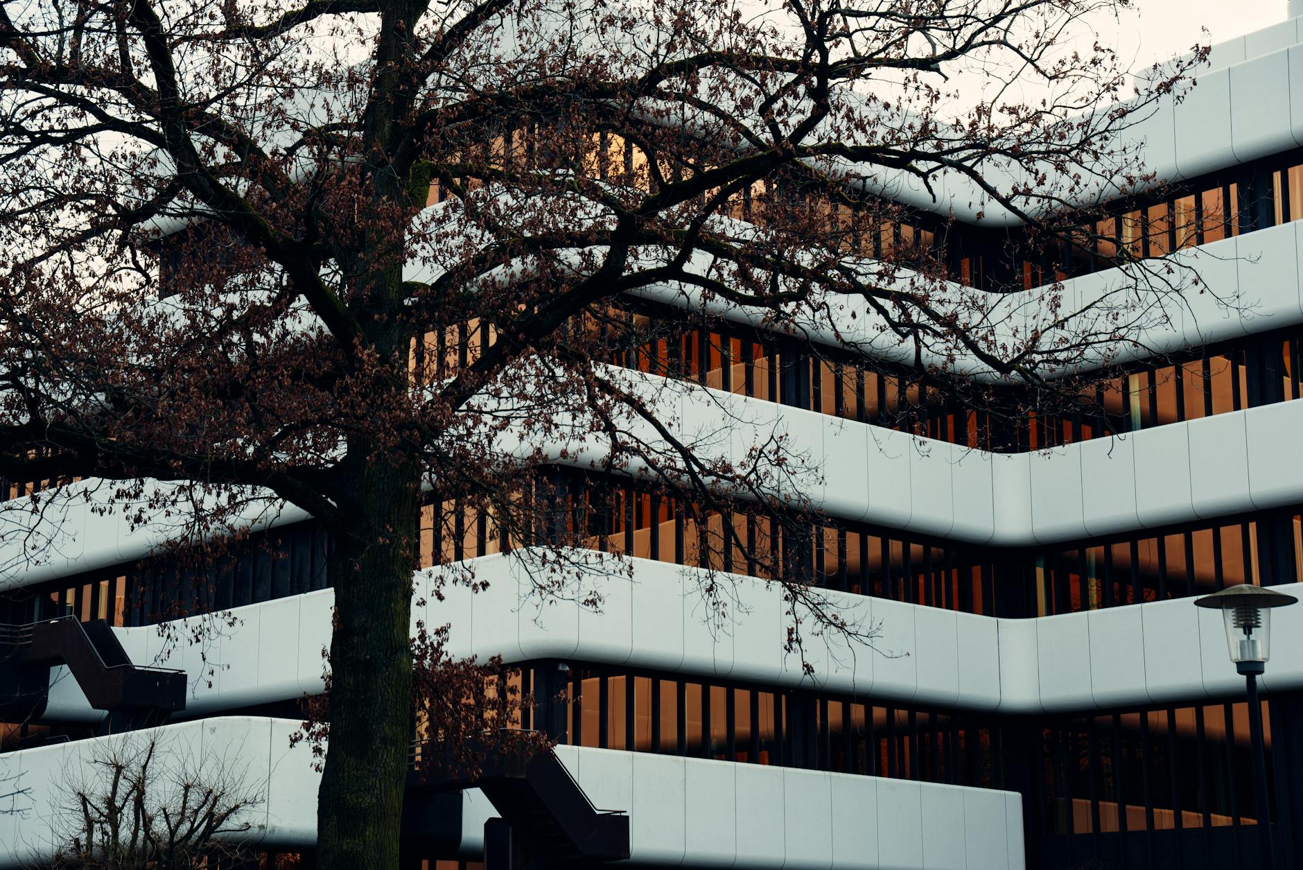 modern architectural building with bare tree